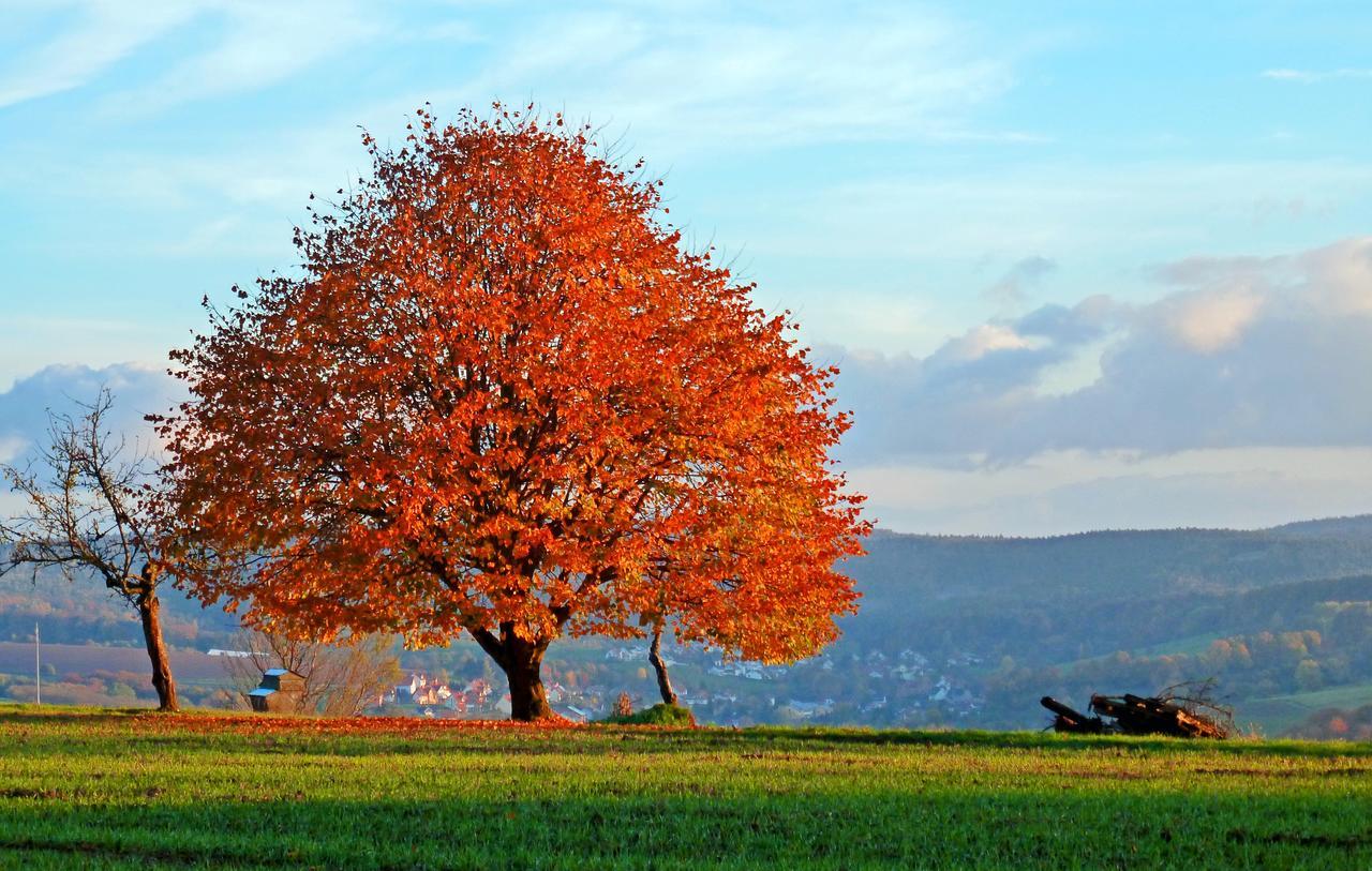 فندق Restaurant Gruener Baum Leidersbach المظهر الخارجي الصورة