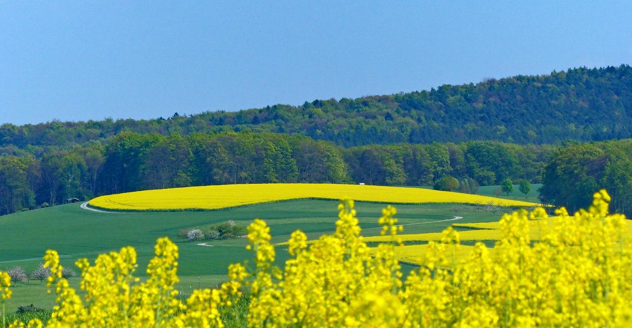 فندق Restaurant Gruener Baum Leidersbach المظهر الخارجي الصورة